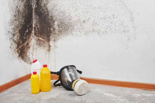 Best Professional Mold Removal  in Odon, IN
