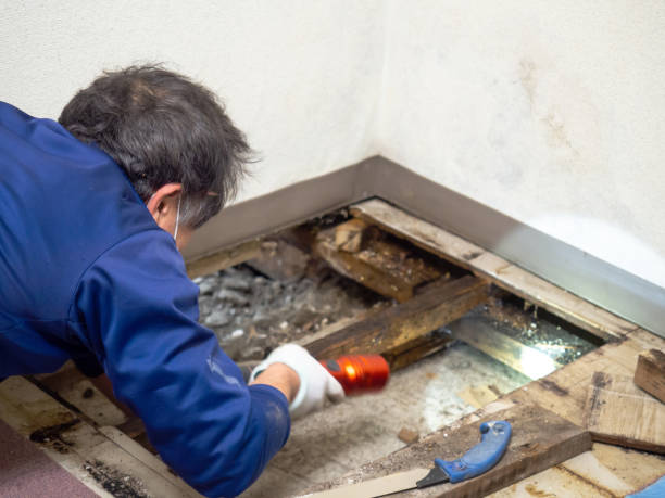 Best Mold Testing  in Odon, IN