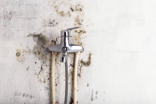Best Mold Damage Repair  in Odon, IN