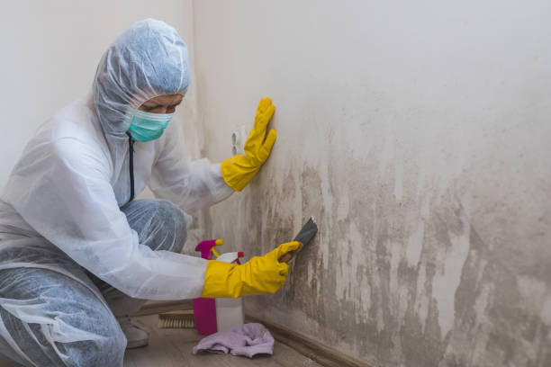 Best Local Mold Removal Service  in Odon, IN