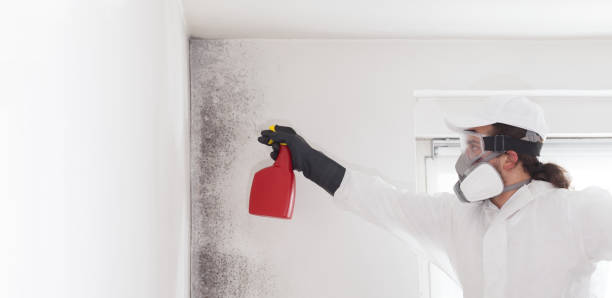 Best Mold Remediation  in Odon, IN
