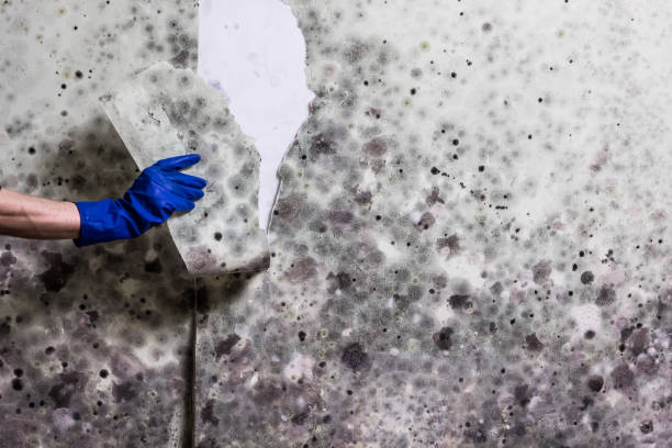 Best Mold Removal Company Near Me  in Odon, IN